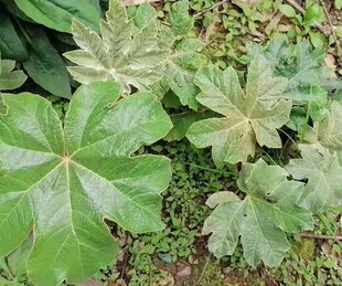 通脱木 木通树、通草 大通草带原土小苗1棵