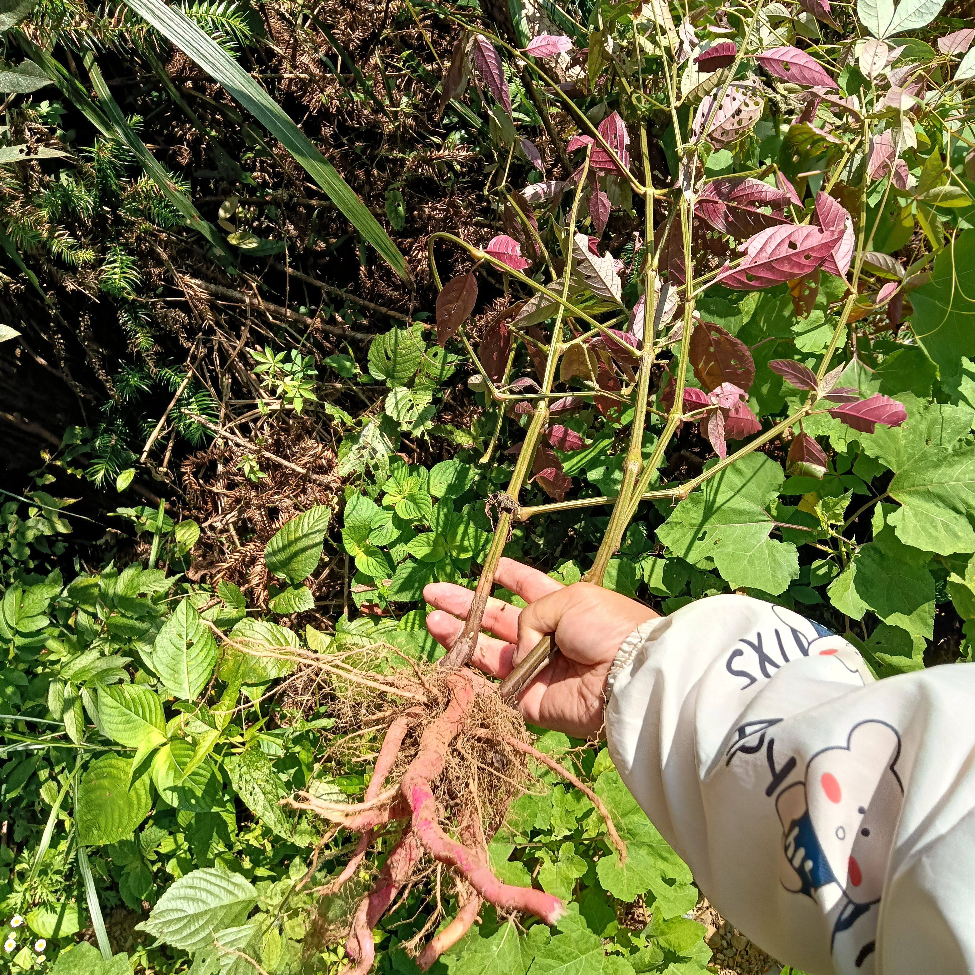 新鲜红牛膝全草 红牛克膝红土牛膝草药散装自然晒干怀牛膝500克