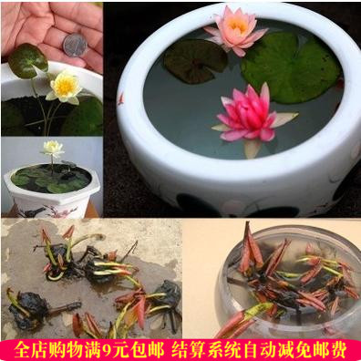 种子水培植物荷花睡莲根块