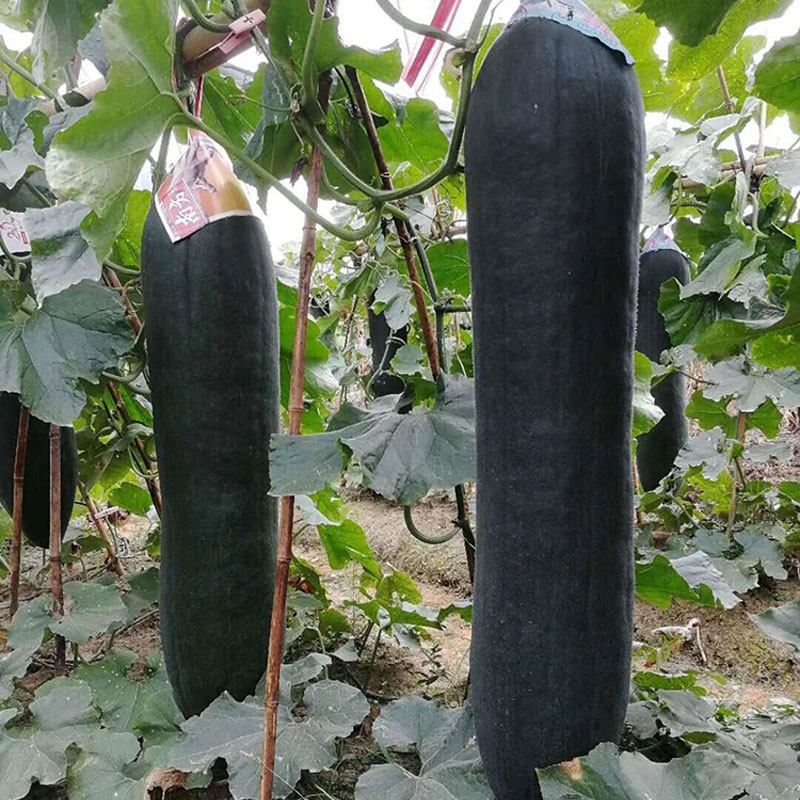 广东黑皮大冬瓜种籽苗高产种子巨型菜东瓜蔬菜孑秧苗四季盆栽南方