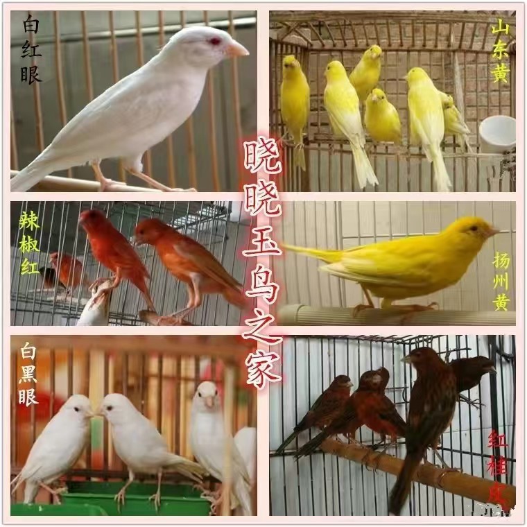 金丝雀芙蓉鸟玉鸟山东黄玉鸟笼养鸣唱鸟小鸟 辣椒红玉鸟活体包邮