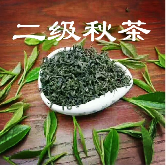 2024日照绿茶新秋茶二级豌豆板栗香炒青绿茶日照特产500g