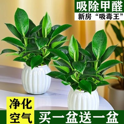 金钻盆栽绿萝箩室内植物花卉水培绿植好养客厅多肉新房吸除去甲醛