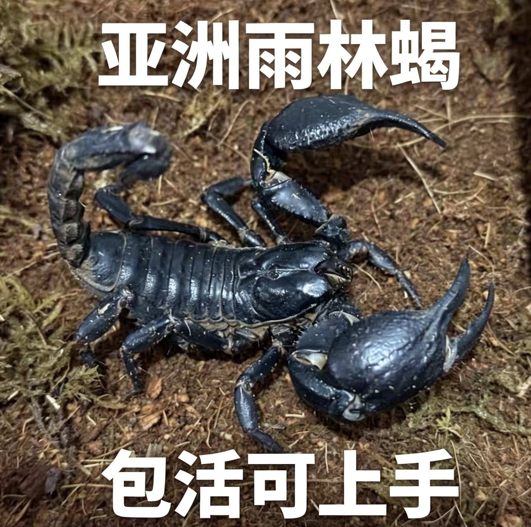 亚洲雨林蝎大号宠物观赏蝎子活体大黑蝎子温顺可上手爬虫异宠林神
