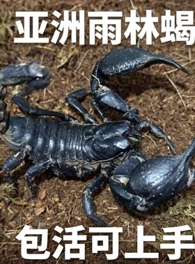 亚洲雨林蝎大号宠物观赏蝎子活体大黑蝎子温顺可上手爬虫异宠林神