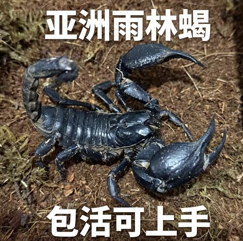 【现货】亚洲雨林蝎超大宠物活体18cm温顺无毒可上手包活爬虫
