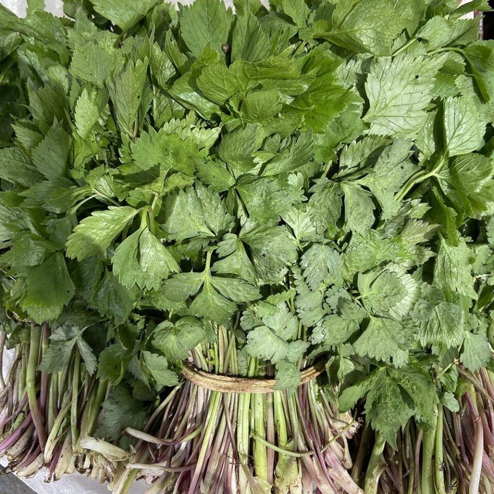 东北天然新鲜山野菜大叶芹鲜嫩新鲜现菜现发货反季暖棚丹东包邮