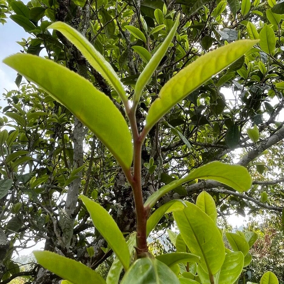 【紫茶单株】自然变异紫茶单株6公斤成品