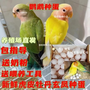 手养绿黄桃牡丹鸡尾玄凤虎皮鹦鹉受精蛋种蛋鸟蛋可人工孵化种蛋