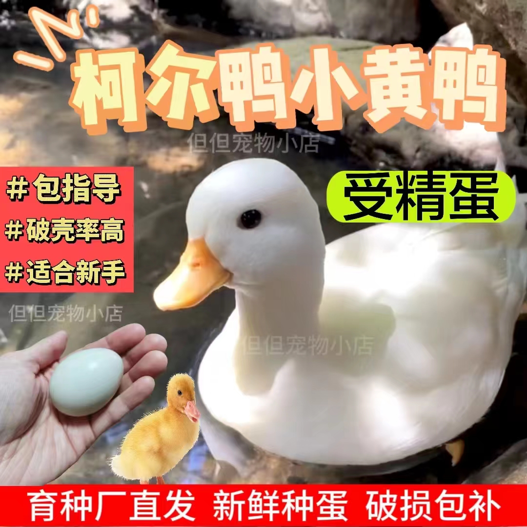 柯科尔宠物鸭白羽小型好养受精蛋