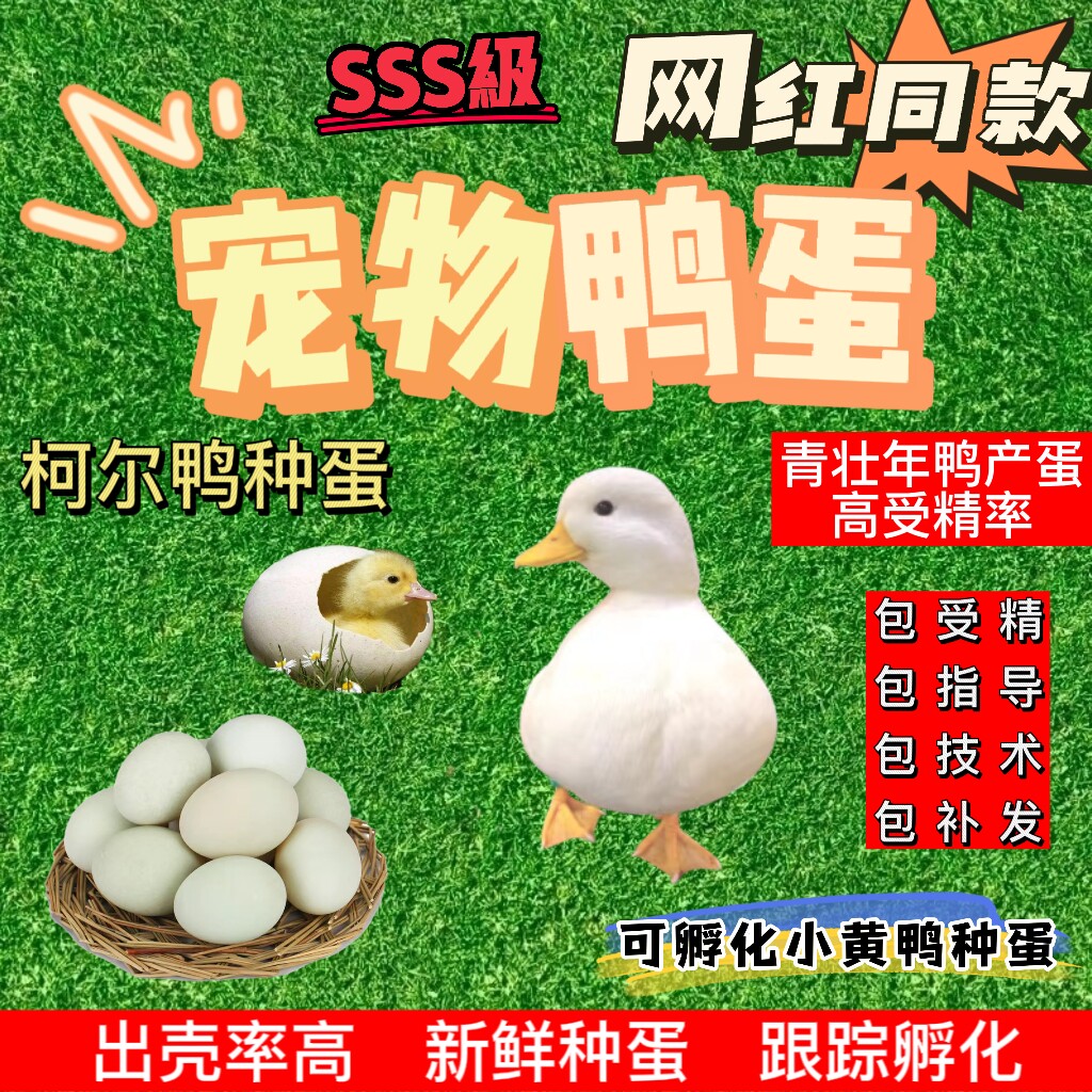 鸭种蛋新鲜白羽宠物鸭柯尔可达鸭蛋小型好养受精蛋可孵化小黄鸭蛋