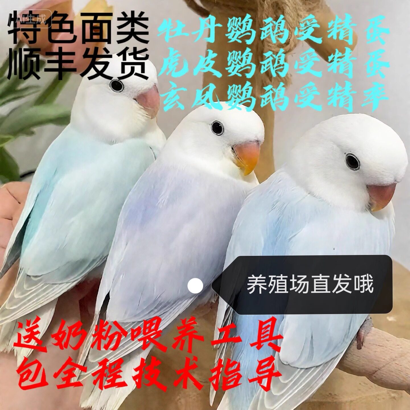 高受精牡丹鹦鹉蛋玄风鹦鹉蛋大头虎皮鹦鹉受精蛋可以人工孵化鸟蛋,宠物/宠物食品及用品,鸟,淘宝优惠券,粉丝福利购,淘宝优惠卷