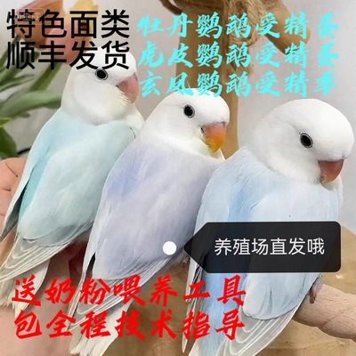 高受精牡丹鹦鹉受精鸟蛋可孵化蛋