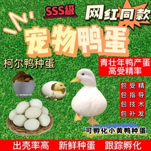 鸭种蛋新鲜白羽网红宠物鸭柯尔可达受精蛋可孵化小黄鸭出壳率高