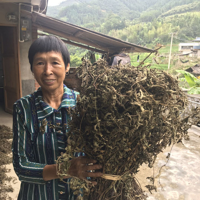 2025新仙草干 叶多高胶凉粉草干 烧仙草干原料龟苓膏新鲜干草短的