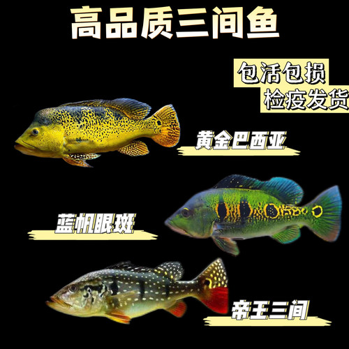 fogo火焰帝王图腾横带蓝帆眼斑申