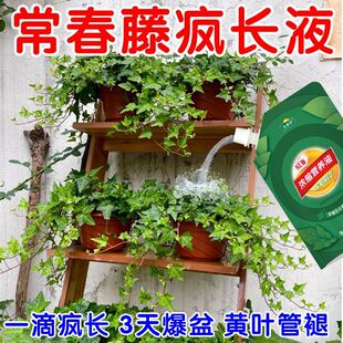 【急救】常春藤专用营养液防黄叶掉叶根腐坏四季常青水培植物氮肥