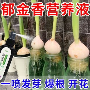 水培郁金香专用营养液种球发芽生根开花延长花期催花保花 专用