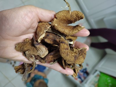 东北特产 纯野生榛蘑250g（小鸡炖蘑菇就是这个蘑菇！）