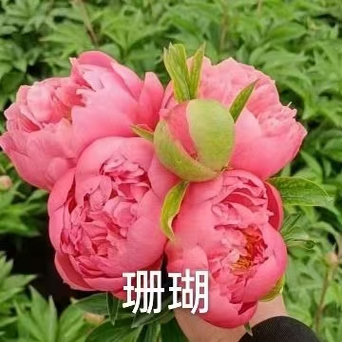 菏泽保真重瓣芍药花苗现挖发货