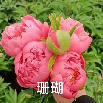 菏泽保真重瓣芍药花苗现挖发货