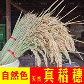 真稻穗真花水稻花束干花装 饰摆件带杆稻谷金穗丰收挂饰展厅花盆