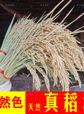 天然稻穗真花水稻花束干花装饰摆件带杆稻谷金穗丰收挂饰展厅花盆