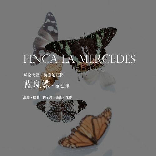 咖啡熟豆哥伦比亚蓝斑蝶蜜处理