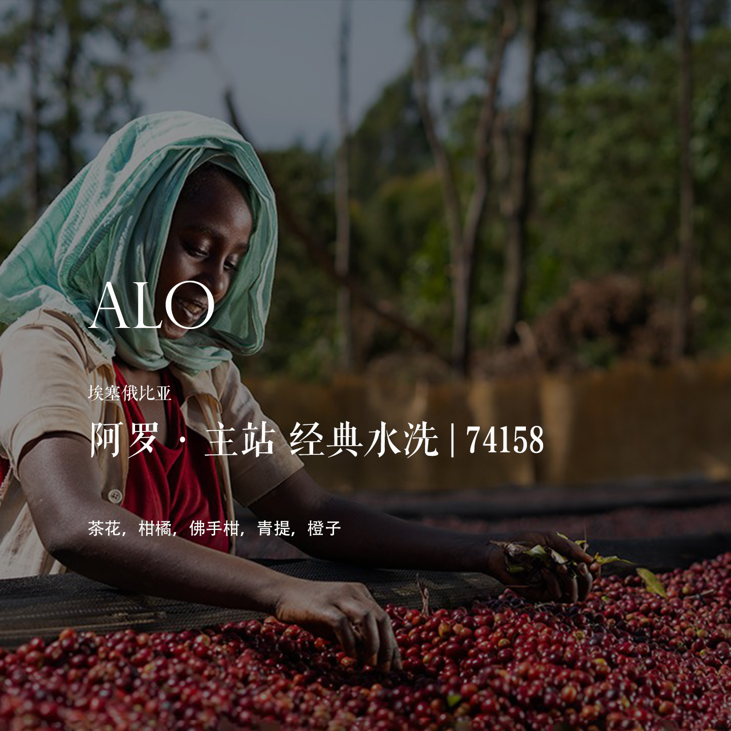 咖啡豆ALO主站经典水洗74158