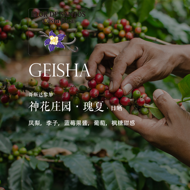咖啡熟豆哥斯达黎加瑰夏Geisha