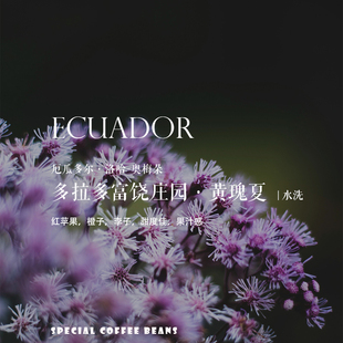 质能方程 咖啡豆厄瓜多尔多拉多富饶庄园黄瑰夏Yellow Geisha水洗