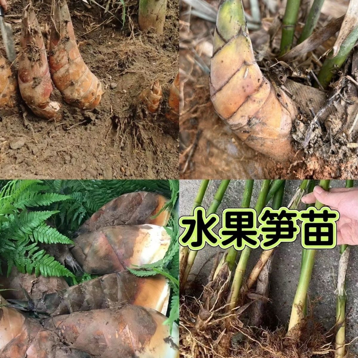 基地直发食水果笋竹子苗甜龙竹子甜竹笋种植苗竹基地直销竹子树苗图片