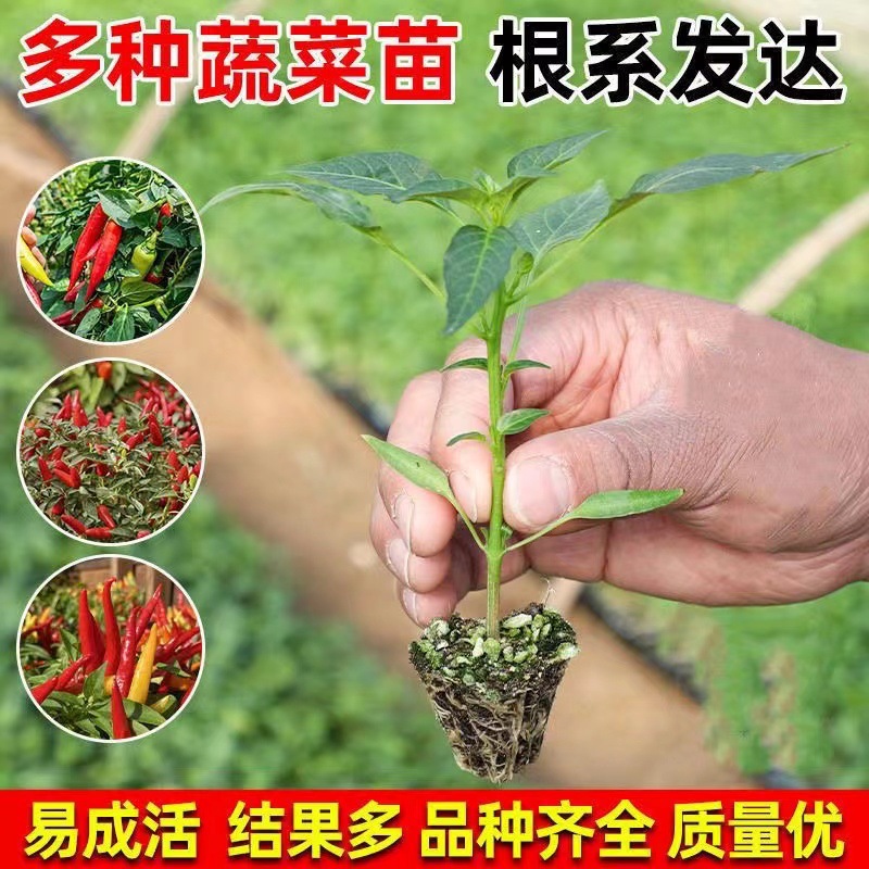 蔬菜苗青椒苗番茄西红柿圣女苗果辣椒...