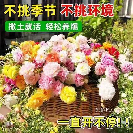 重瓣太阳花苗混色带根带土带花苞盆栽进口多色宿根枝条大花庭院