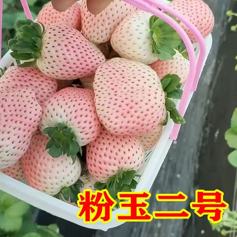 【26年新苗】奶油/章姬草莓苗种苗/半成品盆栽
