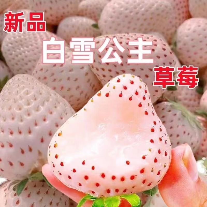 四季奶油草莓苗盆栽室内盆栽带土种苗/半成品盆栽