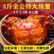 包邮 洪泽湖大闸蟹3残蟹斤全公蟹多膏鲜活断现货螃蟹新鲜水产顺丰