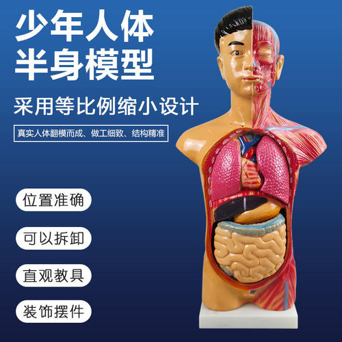 J331少年人体半身模型 39053 男性生物医学教学仪器生理卫生教具