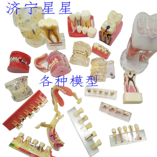 济宁星星牙科模型口腔根管