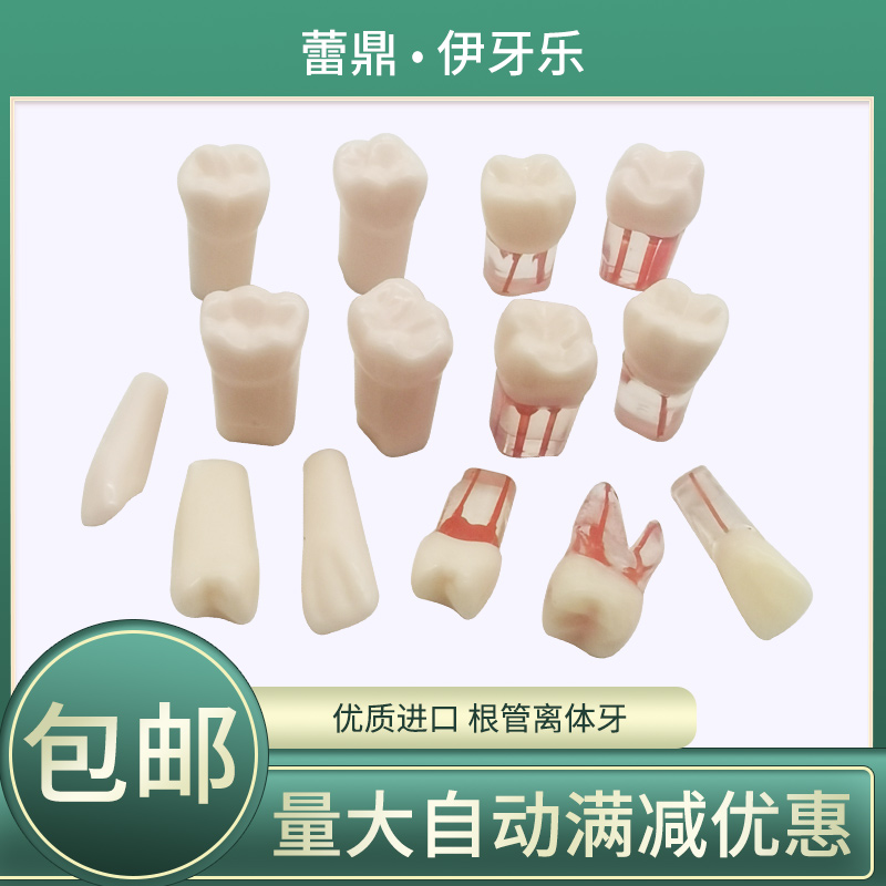 牙科学生根管离体牙考试练习仿真