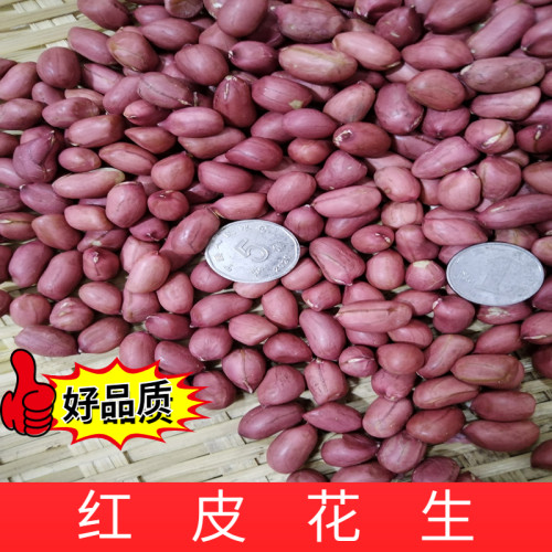 新货四粒红红皮花生颗粒饱满小粒生花生1250g/一袋 买两份减4元