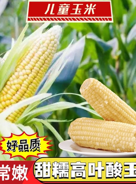 东北又甜又糯高叶酸玉米