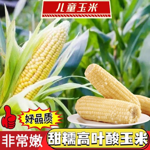 白色336新货高叶酸玉米大小混搭很甜微糯脆口无渣好吃