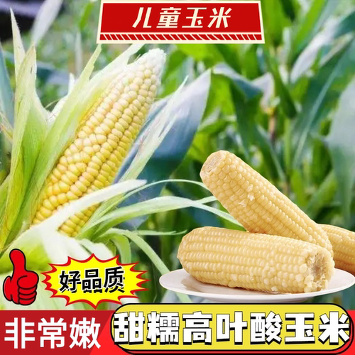 东北又甜又糯高叶酸玉米