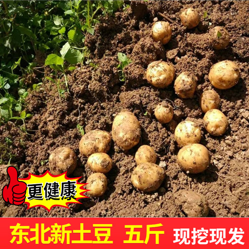 黄瓤沙面农家土豆 发圆准达送货到家