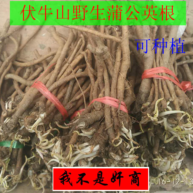 蒲公英根婆婆丁根湿的另售干蒲公英根干蒲公英全草可种植黄花苗根