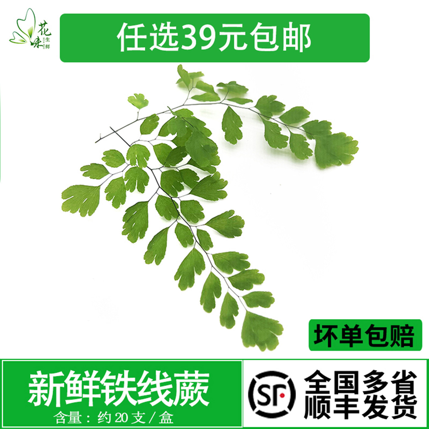 铁线蕨 新鲜花草 约20支 酒店西餐摆盘餐饮日料酒水装饰花草点缀