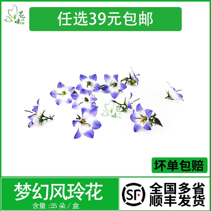 新鲜风铃花 梦幻风铃花 约25朵西餐酒店餐饮日料摆盘装饰点缀花草