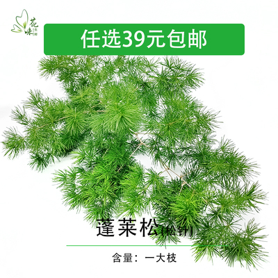 新鲜蓬莱松 松树针叶新鲜花草  西餐酒店餐饮日料摆盘装饰点缀