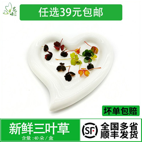 新鲜三叶草 酢浆草 酒店西餐摆盘日料烘焙蛋糕装饰冷艺点缀鲜花草